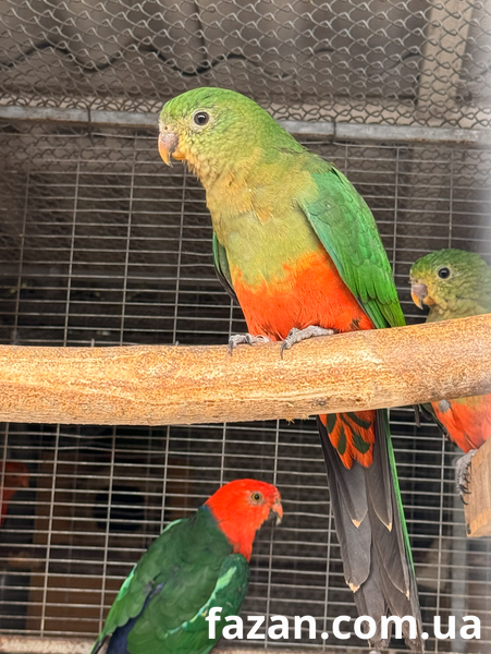 Australian King Parrot, Alisterus