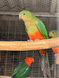Australian King Parrot, Alisterus