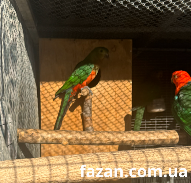 Australian King Parrot, Alisterus