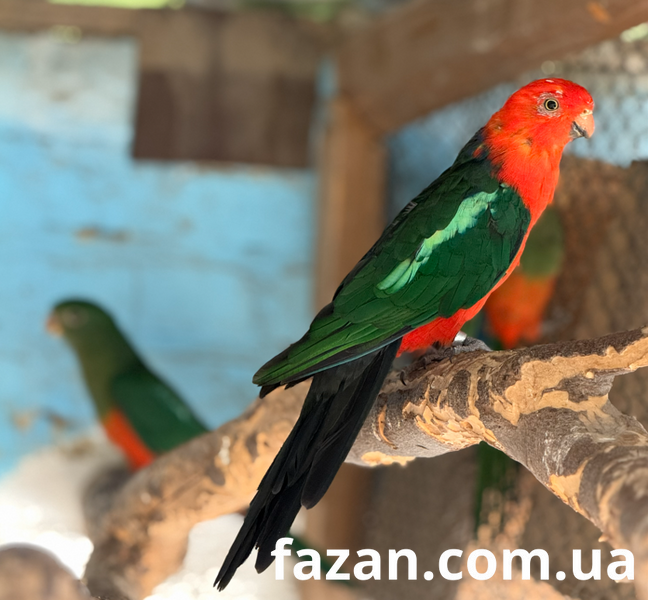 Australian King Parrot, Alisterus