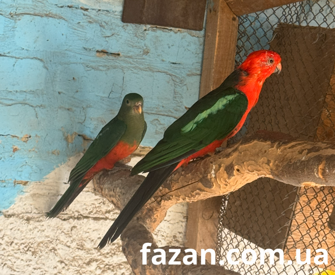 Australian King Parrot, Alisterus