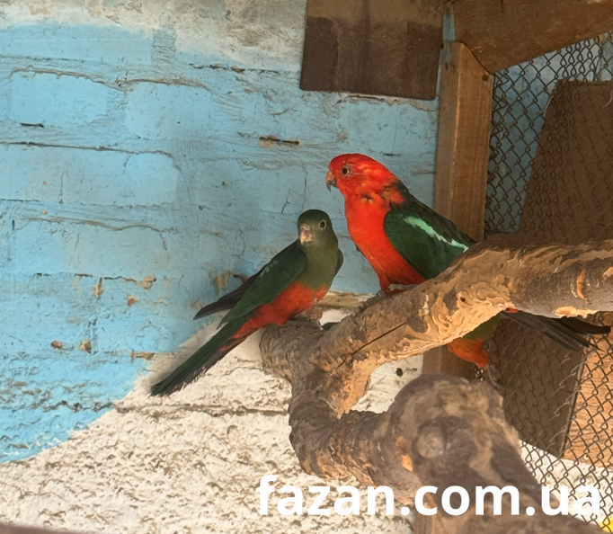 Australian King Parrot, Alisterus