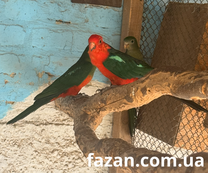 Australian King Parrot, Alisterus