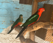 Australian King Parrot, Alisterus
