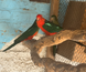 Australian King Parrot, Alisterus
