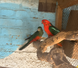 Australian King Parrot, Alisterus