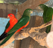 Australian King Parrot, Alisterus
