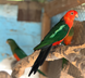 Australian King Parrot, Alisterus