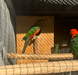 Australian King Parrot, Alisterus