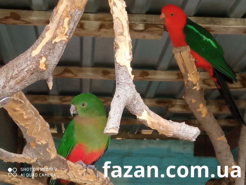 Australian King Parrot, Alisterus