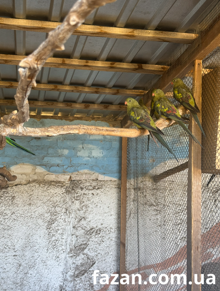 Superb Parrot, Polytelis