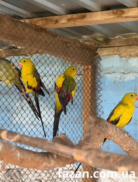 Superb Parrot, Polytelis