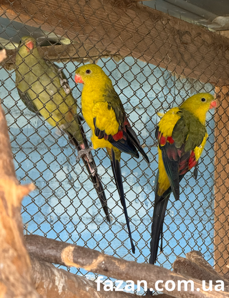 Superb Parrot, Polytelis