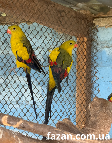 Superb Parrot, Polytelis