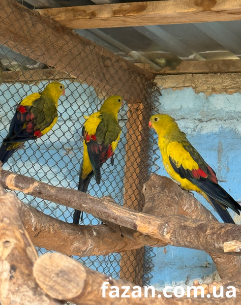 Superb Parrot, Polytelis