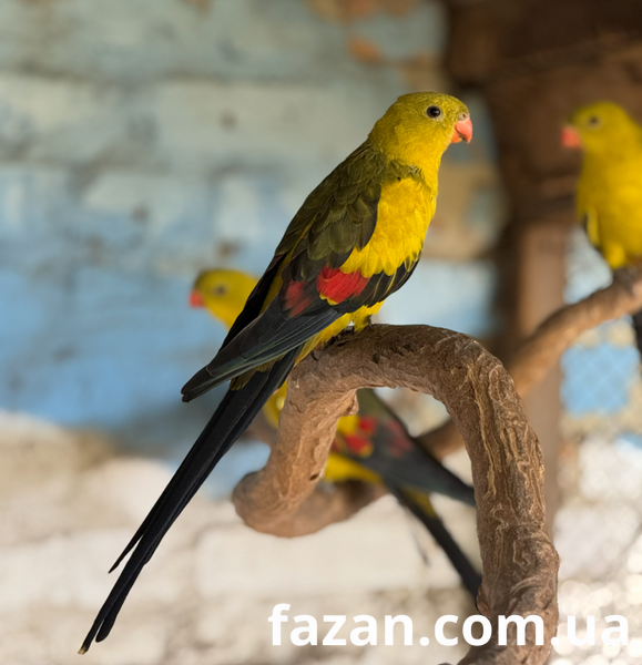 Superb Parrot, Polytelis