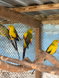 Superb Parrot, Polytelis