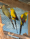 Superb Parrot, Polytelis
