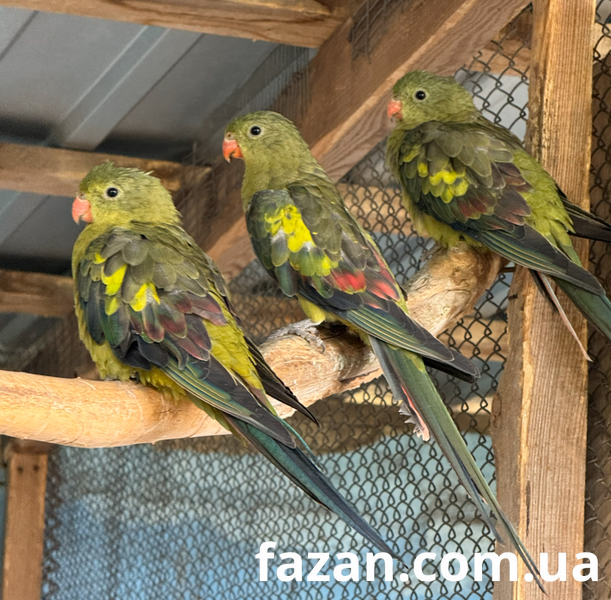 Superb Parrot, Polytelis
