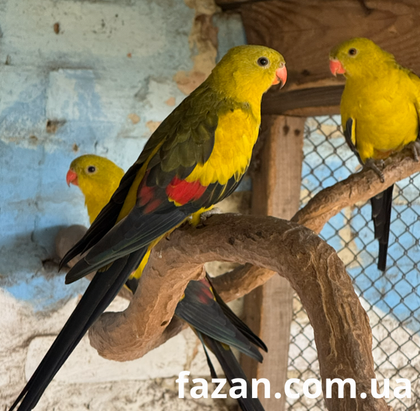 Superb Parrot, Polytelis