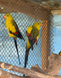 Superb Parrot, Polytelis