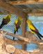 Superb Parrot, Polytelis