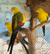 Superb Parrot, Polytelis
