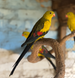 Superb Parrot, Polytelis
