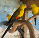 Superb Parrot, Polytelis