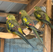 Superb Parrot, Polytelis
