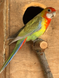 Розела 1033 фото 9