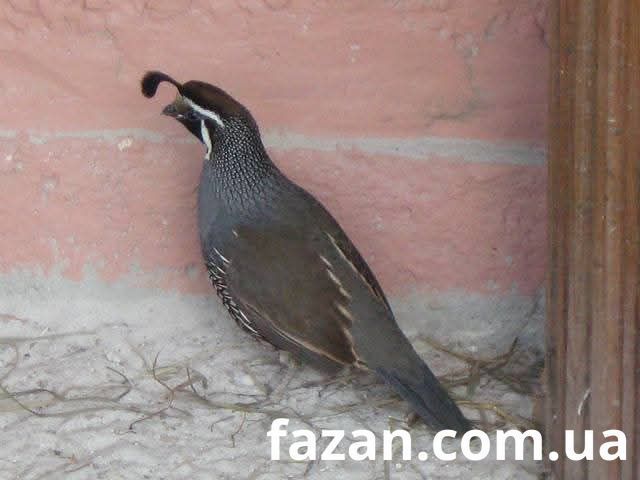 California Quail, Callipepla