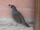 California Quail, Callipepla