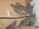 California Quail, Callipepla