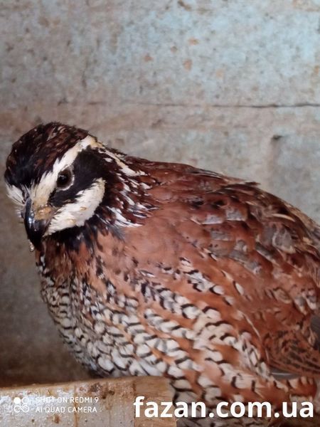 Northern Bobwhite, Colinus
