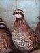 Northern Bobwhite, Colinus