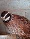 Northern Bobwhite, Colinus