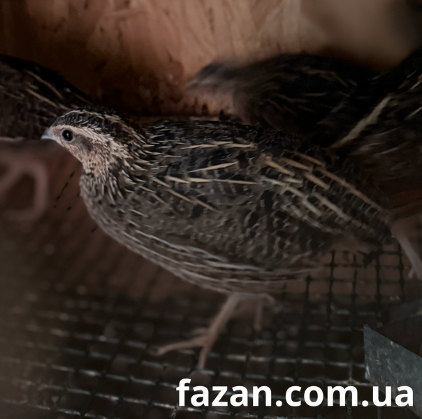 Harlequin Quail, Coturnix