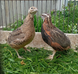 Harlequin Quail, Coturnix