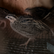 Harlequin Quail, Coturnix